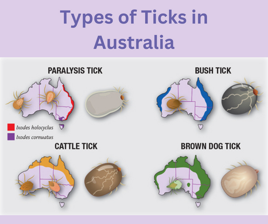 Ticks and Dogs: A Guide to Prevention and Protection