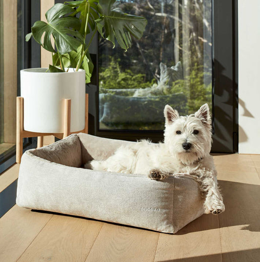 Golden Retriever on Orthopaedic Dog Bed