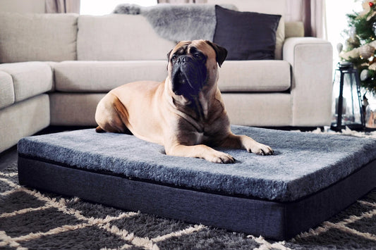 Why are Orthopaedic Pet Beds Worth It?