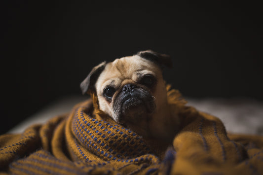 pug dog wrapped in mustard coloured blanket on a bed.