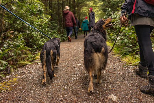 Discovering Dog Breed Groups: Learning the Diversity in Canine Companions