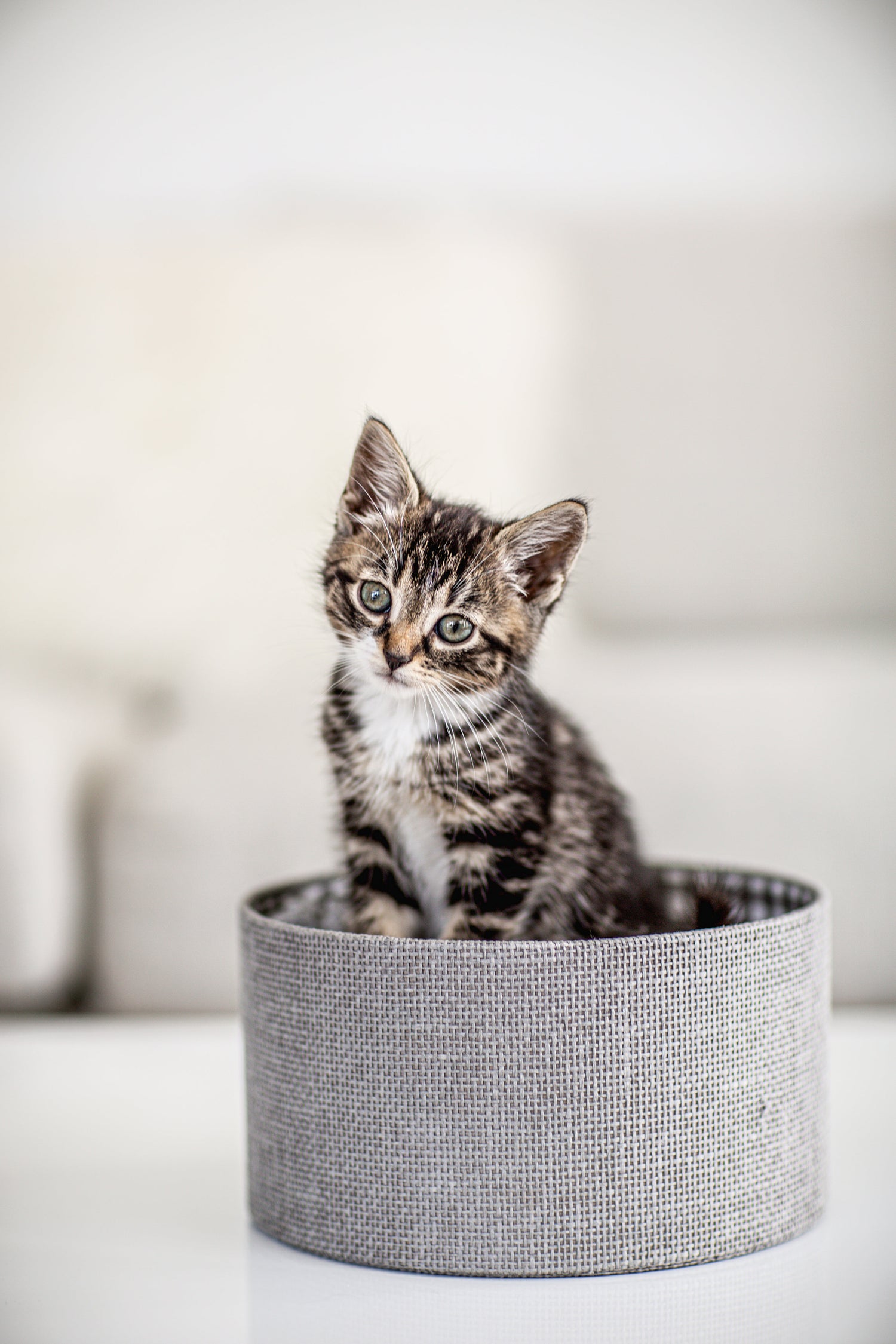 Kitten in a basket