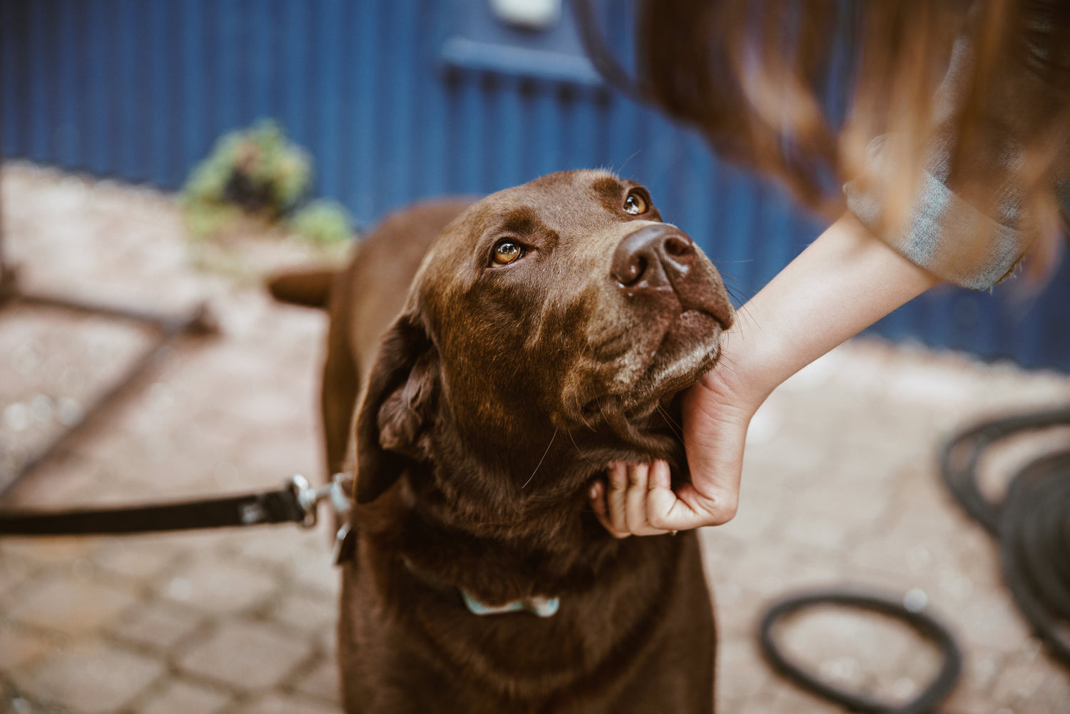 Shop Dogs