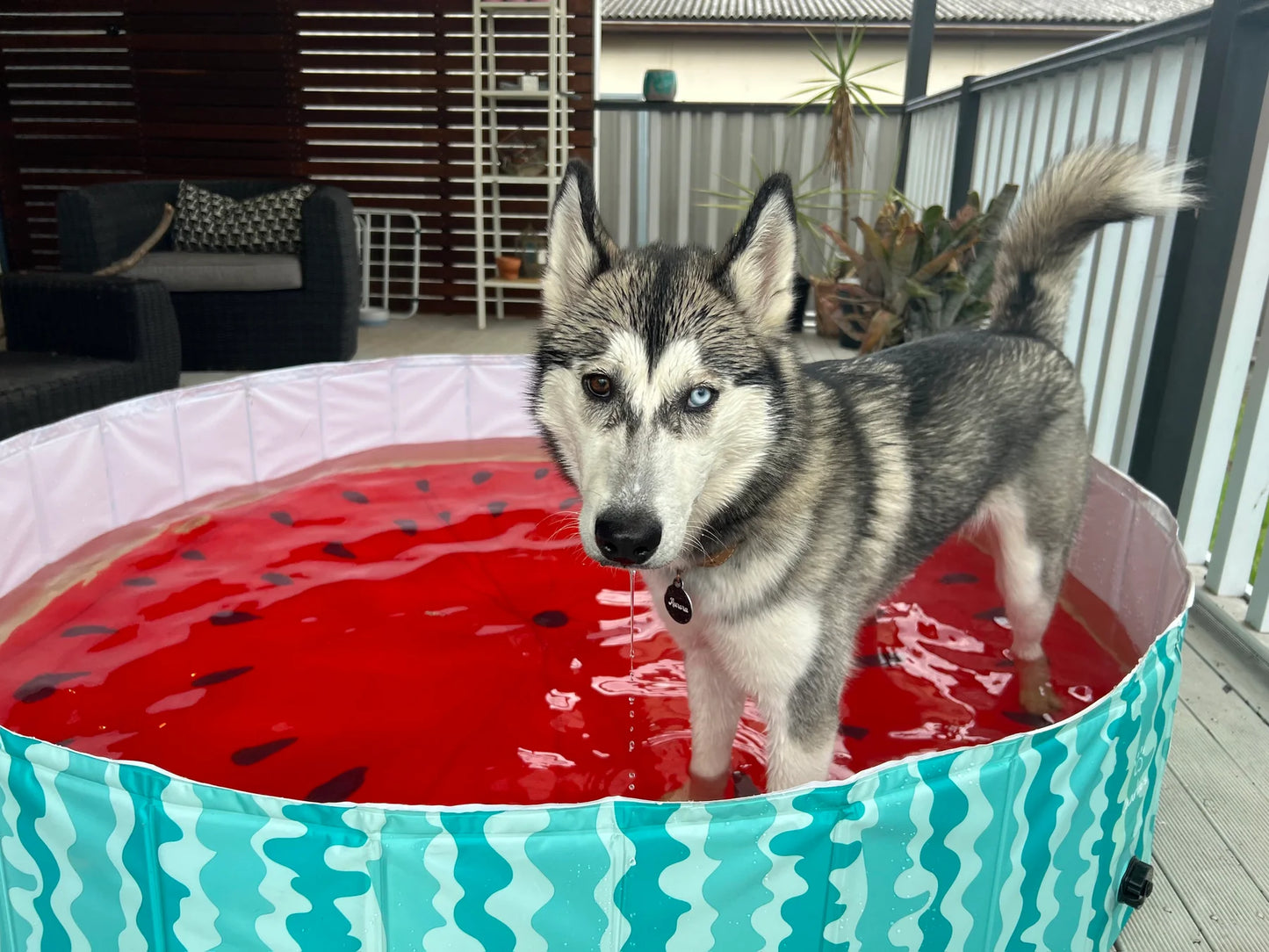 Charlie’s Portable Pet Pool Watermelon